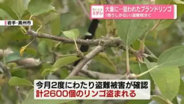 【盗難相次ぐ】「憤りしかない」「恐らくリンゴのことを分かっている人の犯行だと…」狙われたブランドリンゴ　岩手・奥州市