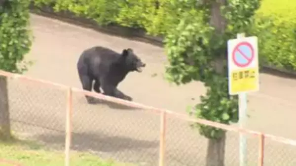 全国のクマの個体数を国が初めて大規模調査・分析へ