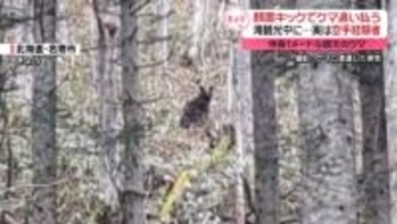 体長1メートル超えのクマに襲われた旅行者…顔面キックで追い払う　北海道