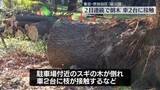 「スギの木倒れ、車2台に接触　きのうはサクラが倒木　東京・世田谷区の砧公園」の画像1