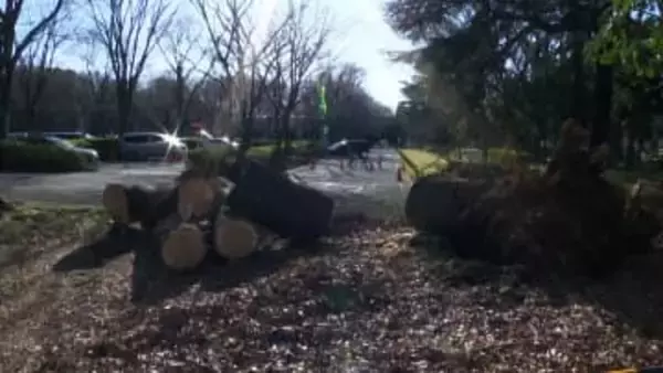スギの木倒れ、車2台に接触　きのうはサクラが倒木　東京・世田谷区の砧公園