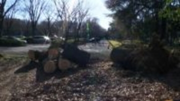 スギの木倒れ、車2台に接触　きのうはサクラが倒木　東京・世田谷区の砧公園