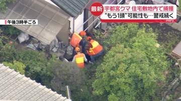 宇都宮の住宅敷地内でクマ捕獲　“都市部ならではの難しさ”専門家は指摘　2頭以上いる可能性も