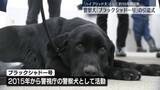 「「ハイブリッド犬」として約10年間の活動終え…警察犬の引退式」の画像1