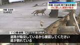 「沖縄で道路陥没　雨による川の増水が影響か」の画像1