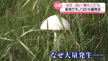 【各地でキノコ大量発生】白い“毒キノコ”も…食べると頭痛や嘔吐・下痢などの症状　専門家「絶対食べない。触った場合、手を洗うことも大事」