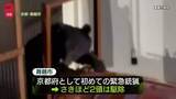 「クマ2頭を駆除　京都で初の緊急銃猟　一時、民家の軒下に居座る」の画像1