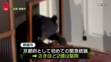 クマ2頭を駆除　京都で初の緊急銃猟　一時、民家の軒下に居座る