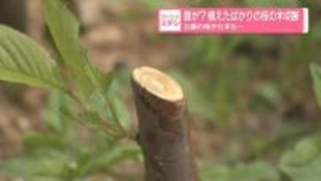 誰が？　植えたばかりの桜の木切断　公園の桜が6本も…　三重・鈴鹿市