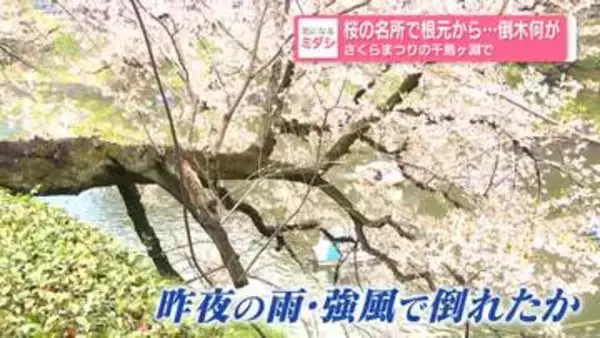 桜の名所で根元から…倒木　「さくらまつり」の千鳥ヶ淵で