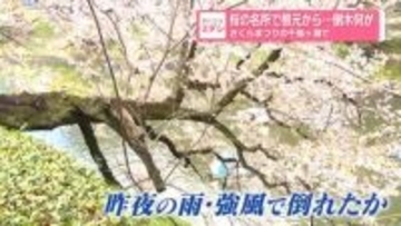 桜の名所で根元から…倒木　「さくらまつり」の千鳥ヶ淵で