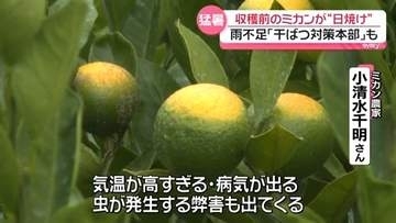 収穫前の緑のミカン“日焼け”で黄色く…猛暑と水不足に農家悩み　スダチも影響“ポン酢”生産停止のメーカーも