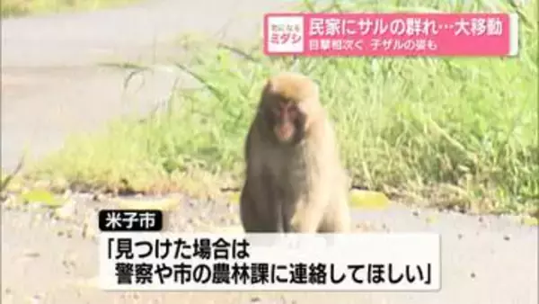 民家にサルの群れ…大移動　“現場”に残されたのは…　目撃相次ぐ 　子ザルの姿も