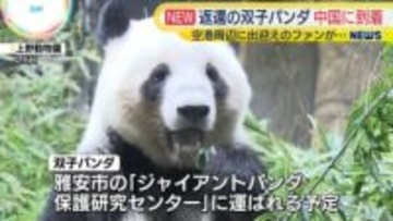 中国に返還　双子のジャイアントパンダ、四川省の空港到着