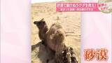 「砂漠で動けぬラクダを救え！　絡まった金網…救出劇の行方は」の画像1
