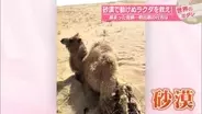砂漠で動けぬラクダを救え！　絡まった金網…救出劇の行方は