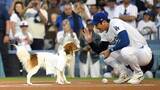 「あの“名場面”から丸二年…MLB公式が懐かしむポスト　大谷翔平の愛犬・デコピンがスタジアムの注目を独り占め！」の画像1