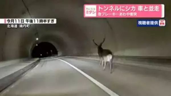 トンネルにシカ　車と並走急ブレーキ…あわや衝突