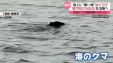神出鬼没…海上に“黒い塊”泳ぐクマ　政府の「クマ被害対策パッケージ」決定、自衛隊・警察OBにも協力要請