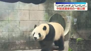 ことし1月に返還“双子パンダ”　中国で初の一般公開