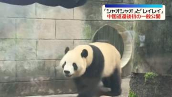 ことし1月に返還“双子パンダ”　中国で初の一般公開