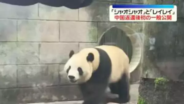 ことし1月に返還“双子パンダ”　中国で初の一般公開