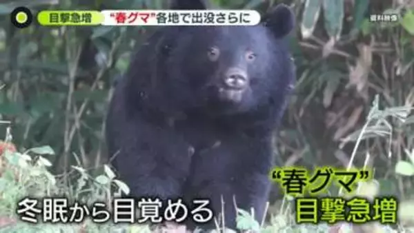 警察官がクマに襲われケガ…近くに女性の遺体も　冬眠明け…各地でクマ目撃急増　“異常事態”専門家が指摘