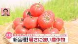 「暑さに強い「新品種トマト」、廃棄に悩む農家の“救世主”に　コメや果物も…異常気象で進化する夏の農業『every.気になる！』」の画像1
