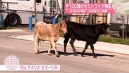 牛120頭のせたトラック横転　住宅街を暴走…住民総出で捕獲　米・ミズーリ州【#世界のミダシ 】