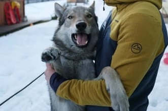 コース内乱入の“犬”がGoogle検索にも乱入か！？「オリンピック」と検索すると、、、