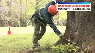 都立公園での相次ぐ倒木受け…樹木医による緊急点検を開始　東京都