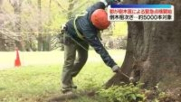 都立公園での相次ぐ倒木受け…樹木医による緊急点検を開始　東京都