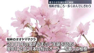 “愛子さま生誕の桜”桜峠が見ごろ　福島･北塩原村