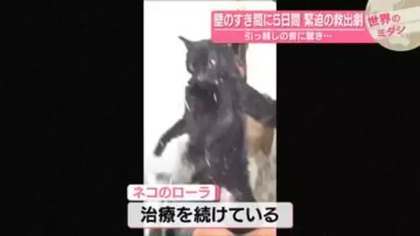 飼い猫が壁のすき間に5日間　緊迫の救出劇　引っ越しの音に驚き…　米ニューヨーク州【#世界のミダシ 】