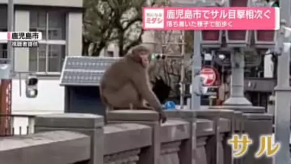 鹿児島市でサル目撃相次ぐ　落ち着いた様子で街歩く