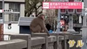 鹿児島市でサル目撃相次ぐ　落ち着いた様子で街歩く