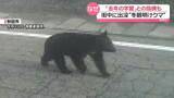 「庭先で鉢合わせに…“冬眠明け”クマ目撃相次ぐ　「去年の学習」指摘も」の画像1