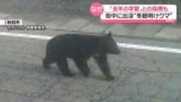 庭先で鉢合わせに…“冬眠明け”クマ目撃相次ぐ　「去年の学習」指摘も