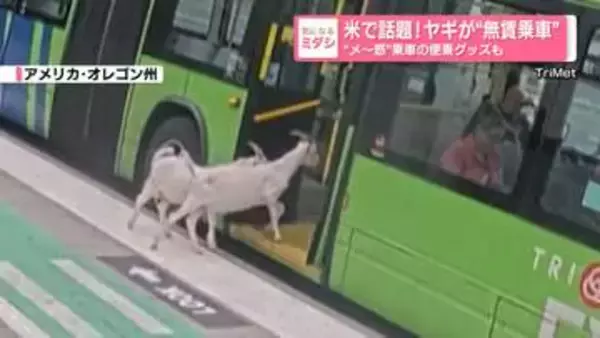 アメリカで話題！　ヤギが“無賃乗車”　“メ～惑”乗車の便乗グッズも