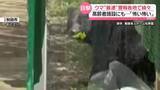 「ハンター発砲も…「その人めがけて」体長約2メートルのクマが反撃　“最速”警報各地で続々」の画像1