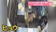 ヒョウが大暴れ…酒“物色”も　店員ら3人が負傷　インド【#世界のミダシ】