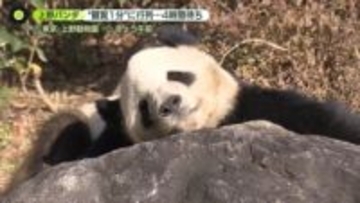 来月返還の双子パンダに長蛇の列　“観覧1分”に4時間待ちも　約14年間“毎日”パンダ撮影の男性は…