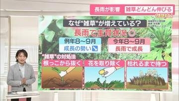 長雨が影響？　どんどん伸びる雑草…対処法は「根っこから抜く」「花を見つけたら取り除く」「枯れるまで待つ」【なるほどッ！】