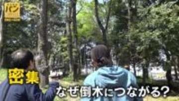 全国で相次ぐ倒木…現場には“共通点” 樹木医と探る【バンキシャ！】