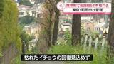 「除草剤で街路樹のイチョウ54本枯れる　東京・町田市が管理」の画像1