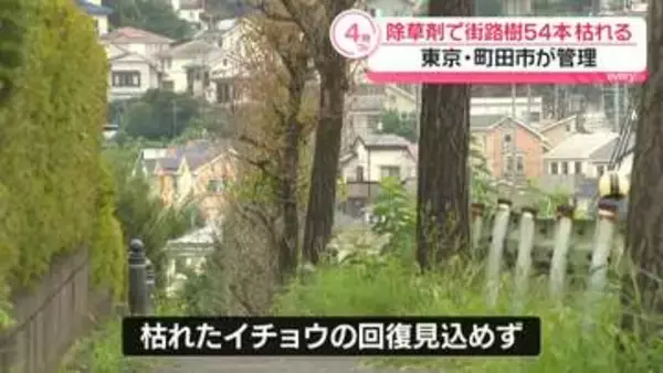除草剤で街路樹のイチョウ54本枯れる　東京・町田市が管理