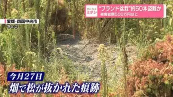 「60年手塩にかけて育てたものを……」“ブランド盆栽”約50本盗難か　被害総額500万円ほど　愛媛・四国中央