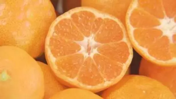 大分ハウスみかん初競り　中東情勢も影を落とす