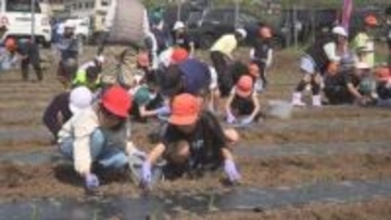 「そのままでもおいしい」　日出町の白いトウモロコシ「白雪姫」　小学生が苗植え体験