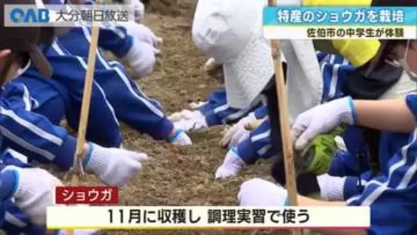 中学生が佐伯の特産ショウガを植え付け「お菓子に使ってみたい」